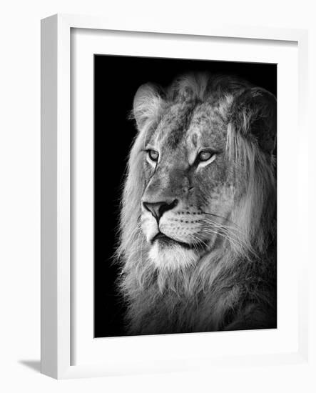 Portrait Of A Lion In Black And White-Reinhold Leitner-Framed Photographic Print