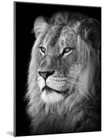 Portrait Of A Lion In Black And White-Reinhold Leitner-Mounted Photographic Print