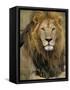 Portrait of a Lion, Kenya-Art Wolfe-Framed Stretched Canvas