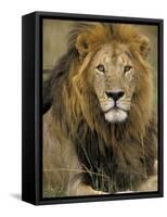 Portrait of a Lion, Kenya-Art Wolfe-Framed Stretched Canvas