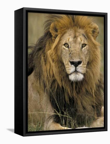 Portrait of a Lion, Kenya-Art Wolfe-Framed Stretched Canvas