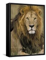 Portrait of a Lion, Kenya-Art Wolfe-Framed Stretched Canvas