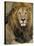 Portrait of a Lion, Kenya-Art Wolfe-Stretched Canvas