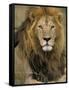 Portrait of a Lion, Kenya-Art Wolfe-Framed Stretched Canvas