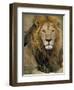 Portrait of a Lion, Kenya-Art Wolfe-Framed Premium Photographic Print