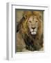 Portrait of a Lion, Kenya-Art Wolfe-Framed Premium Photographic Print