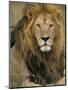 Portrait of a Lion, Kenya-Art Wolfe-Mounted Premium Photographic Print