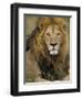 Portrait of a Lion, Kenya-Art Wolfe-Framed Photographic Print