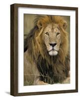 Portrait of a Lion, Kenya-Art Wolfe-Framed Photographic Print