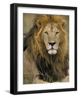 Portrait of a Lion, Kenya-Art Wolfe-Framed Photographic Print