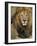 Portrait of a Lion, Kenya-Art Wolfe-Framed Photographic Print