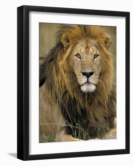 Portrait of a Lion, Kenya-Art Wolfe-Framed Photographic Print