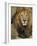 Portrait of a Lion, Kenya-Art Wolfe-Framed Photographic Print