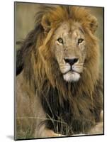 Portrait of a Lion, Kenya-Art Wolfe-Mounted Photographic Print