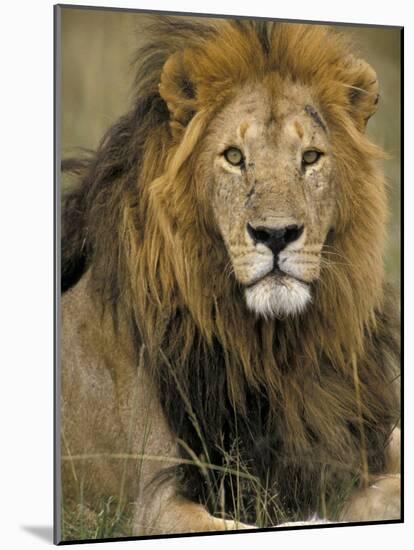 Portrait of a Lion, Kenya-Art Wolfe-Mounted Photographic Print