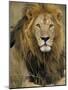 Portrait of a Lion, Kenya-Art Wolfe-Mounted Photographic Print