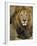 Portrait of a Lion, Kenya-Art Wolfe-Framed Photographic Print