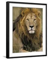 Portrait of a Lion, Kenya-Art Wolfe-Framed Photographic Print