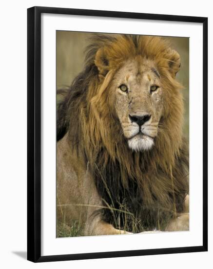 Portrait of a Lion, Kenya-Art Wolfe-Framed Photographic Print