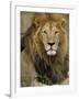 Portrait of a Lion, Kenya-Art Wolfe-Framed Photographic Print