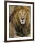 Portrait of a Lion, Kenya-Art Wolfe-Framed Photographic Print