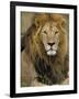 Portrait of a Lion, Kenya-Art Wolfe-Framed Photographic Print