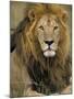 Portrait of a Lion, Kenya-Art Wolfe-Mounted Photographic Print