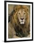 Portrait of a Lion, Kenya-Art Wolfe-Framed Photographic Print