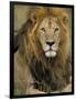 Portrait of a Lion, Kenya-Art Wolfe-Framed Photographic Print