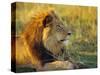 Portrait of a Lion (Panthera Leo), Okavango Delta, Botswana-Paul Allen-Stretched Canvas