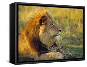 Portrait of a Lion (Panthera Leo), Okavango Delta, Botswana-Paul Allen-Framed Stretched Canvas