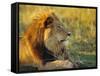 Portrait of a Lion (Panthera Leo), Okavango Delta, Botswana-Paul Allen-Framed Stretched Canvas