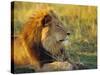 Portrait of a Lion (Panthera Leo), Okavango Delta, Botswana-Paul Allen-Stretched Canvas