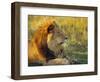 Portrait of a Lion (Panthera Leo), Okavango Delta, Botswana-Paul Allen-Framed Photographic Print