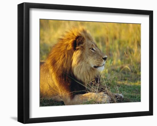 Portrait of a Lion (Panthera Leo), Okavango Delta, Botswana-Paul Allen-Framed Photographic Print