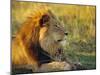 Portrait of a Lion (Panthera Leo), Okavango Delta, Botswana-Paul Allen-Mounted Photographic Print