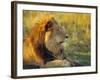 Portrait of a Lion (Panthera Leo), Okavango Delta, Botswana-Paul Allen-Framed Photographic Print