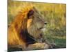 Portrait of a Lion (Panthera Leo), Okavango Delta, Botswana-Paul Allen-Mounted Photographic Print