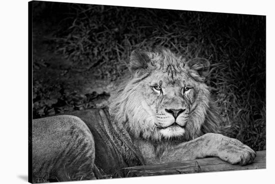 Portrait of a lion (Panthera leo) relaxing in a forest, California, USA-Thomas Winz-Stretched Canvas