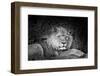 Portrait of a lion (Panthera leo) relaxing in a forest, California, USA-Thomas Winz-Framed Photographic Print