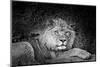 Portrait of a lion (Panthera leo) relaxing in a forest, California, USA-Thomas Winz-Mounted Photographic Print