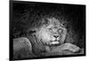 Portrait of a lion (Panthera leo) relaxing in a forest, California, USA-Thomas Winz-Framed Photographic Print
