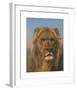 Portrait of a Lion - Prado-Rosa Bonheur-Framed Premium Giclee Print