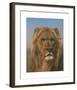 Portrait of a Lion - Prado-Rosa Bonheur-Framed Premium Giclee Print
