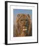 Portrait of a Lion - Prado-Rosa Bonheur-Framed Premium Giclee Print