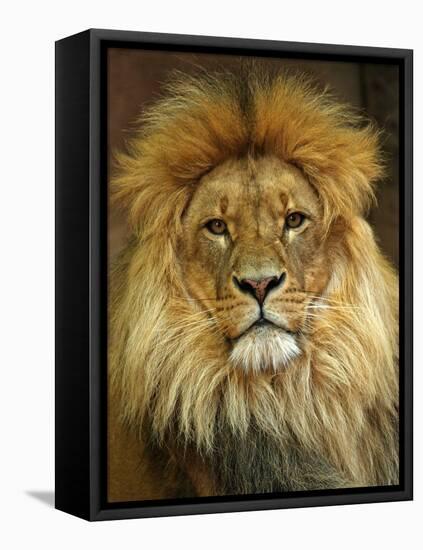 Portrait of a Lion-null-Framed Stretched Canvas