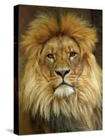 Portrait of a Lion-null-Stretched Canvas