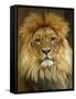 Portrait of a Lion-null-Framed Stretched Canvas