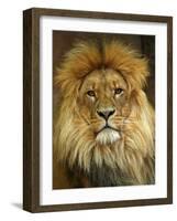 Portrait of a Lion-null-Framed Photo