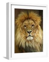 Portrait of a Lion-null-Framed Photo